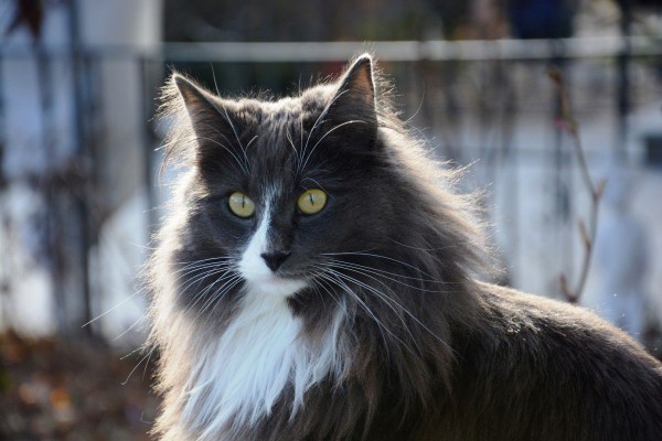 A grey, black, and white Norwegian Forest cat.