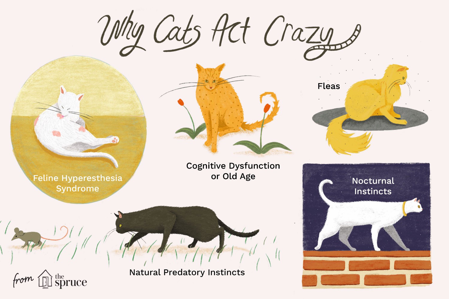 Why Cats Act Crazy
