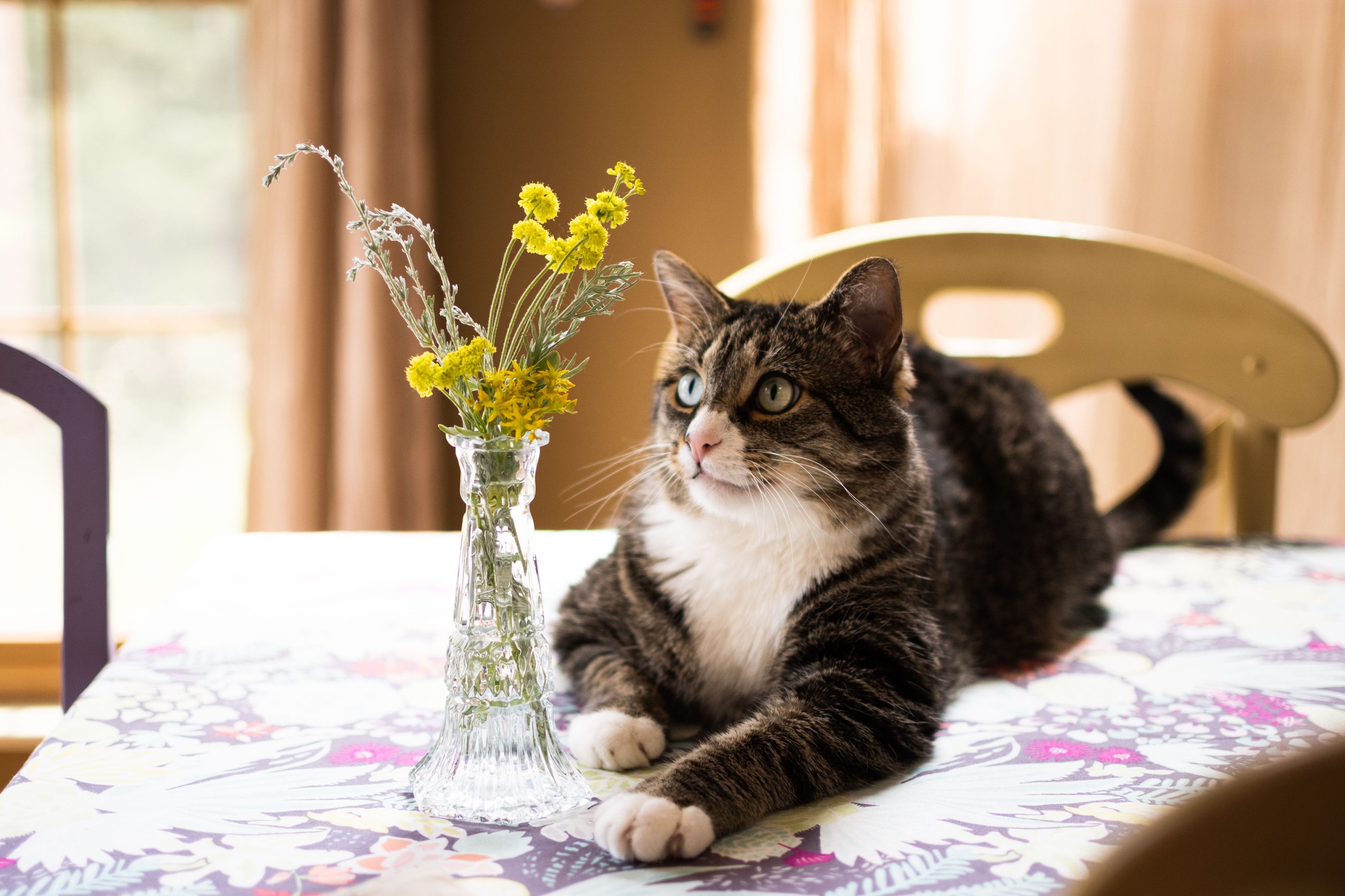 Brown and white cat laying on table with floral cloth next to vase of yellow flowers