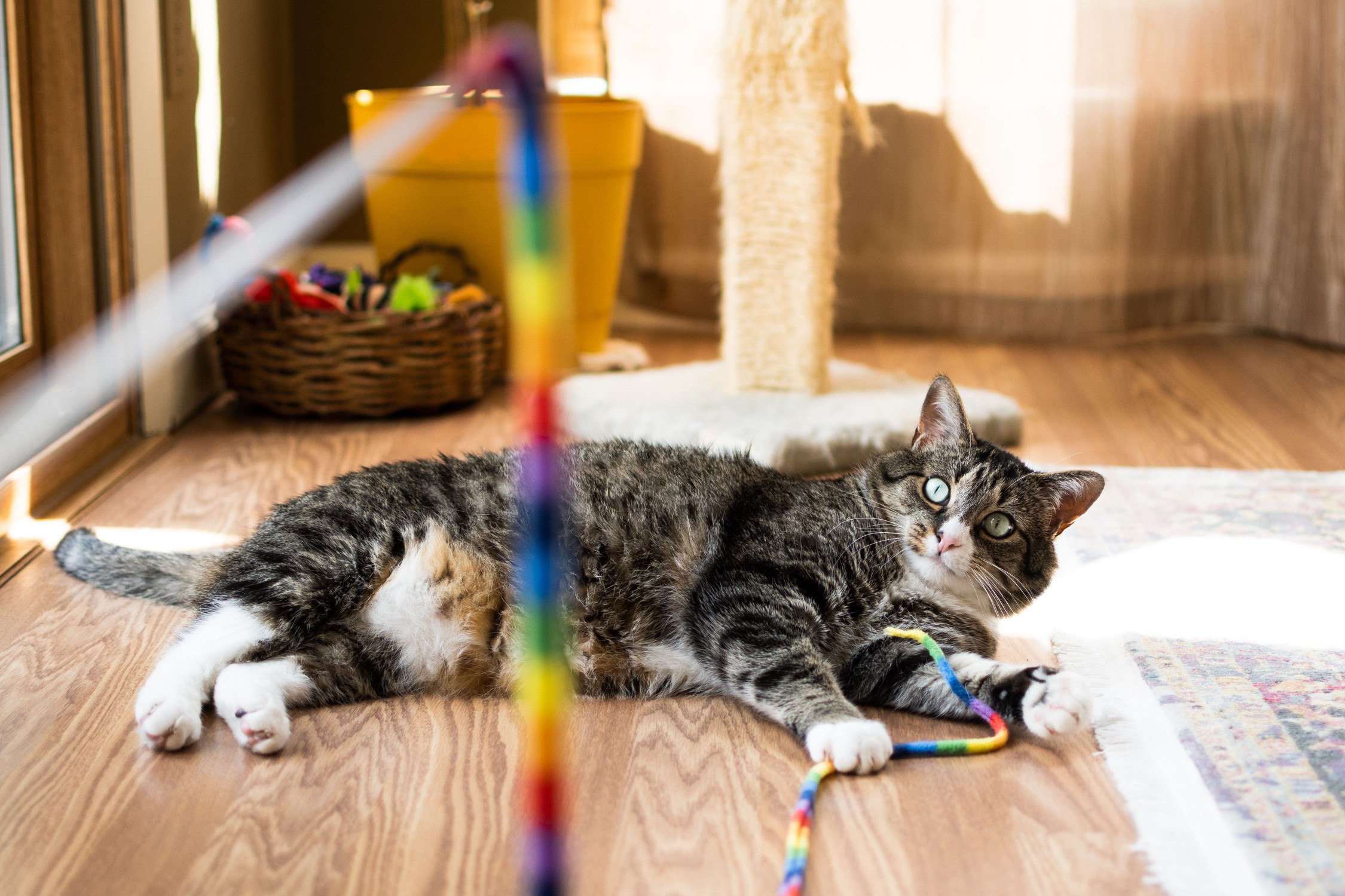 Brown and white cat playing with multi-colored string cat toy