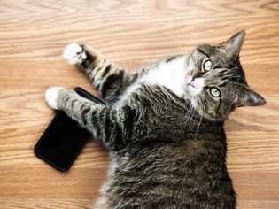 Brown and white cat holding down a mobile phone on wooden surface