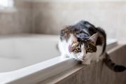 Cat sitting crouched on edge of bathtub