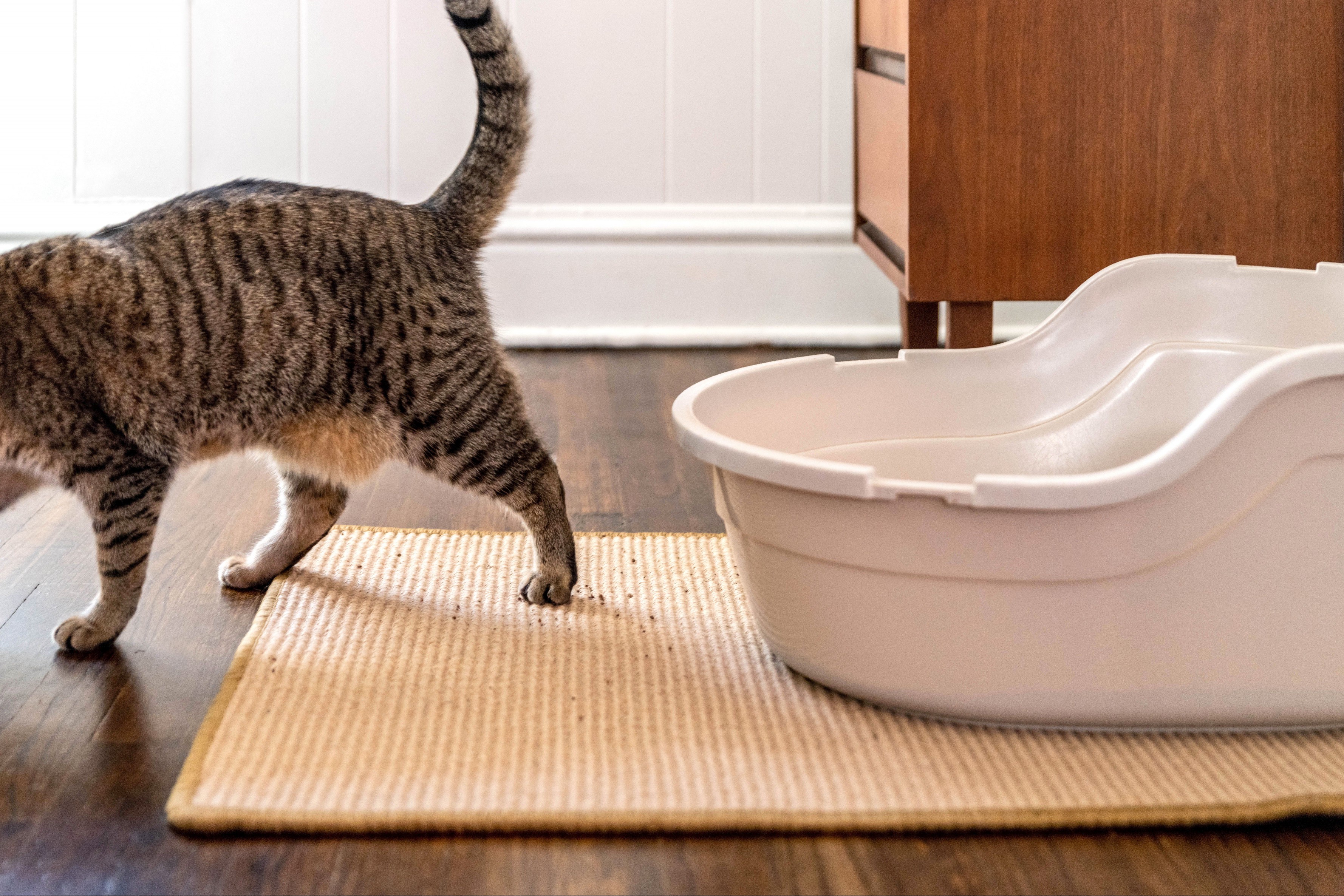 Yellow rug underneath litter box and spread litter with cat walking away