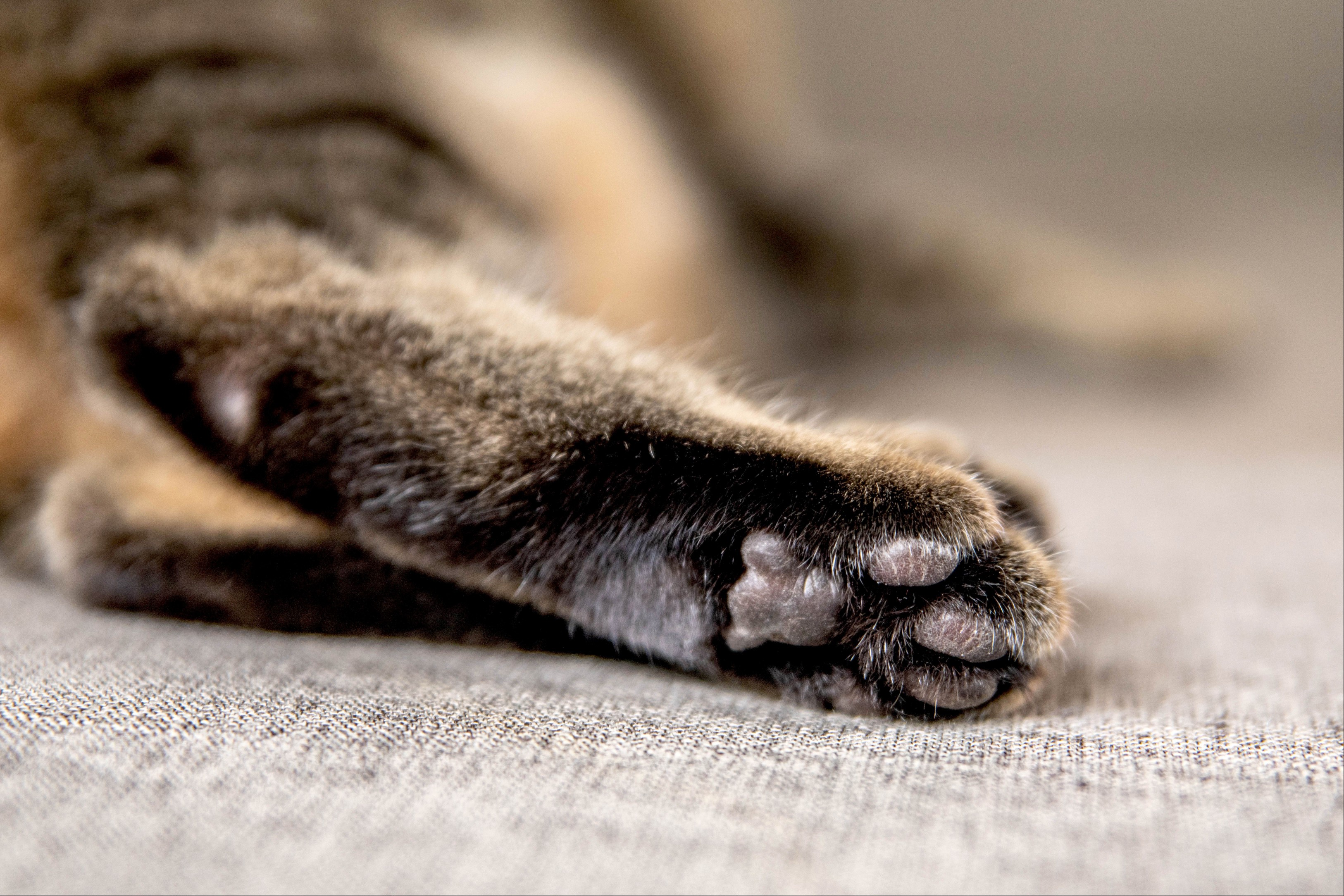 Cat hair trimmed around paws and toes closeup