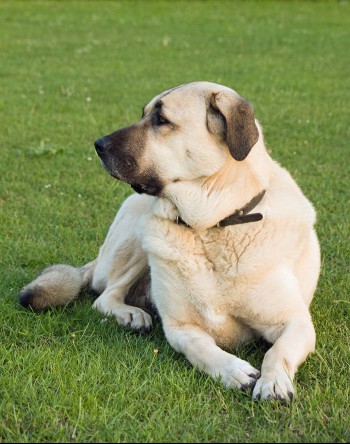 Anatolian Shepherd—biggest dog breeds in the world