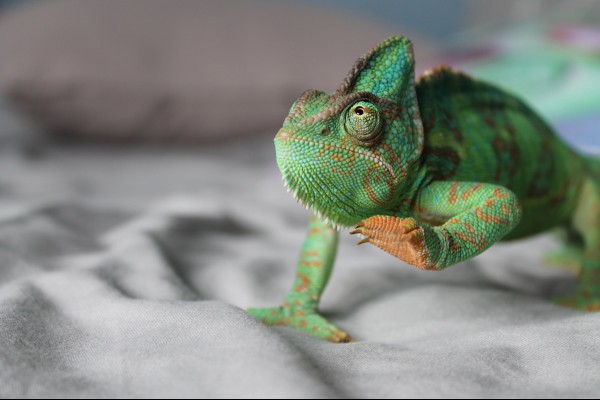 Dangerous Android banking trojan Chameleon reemerges