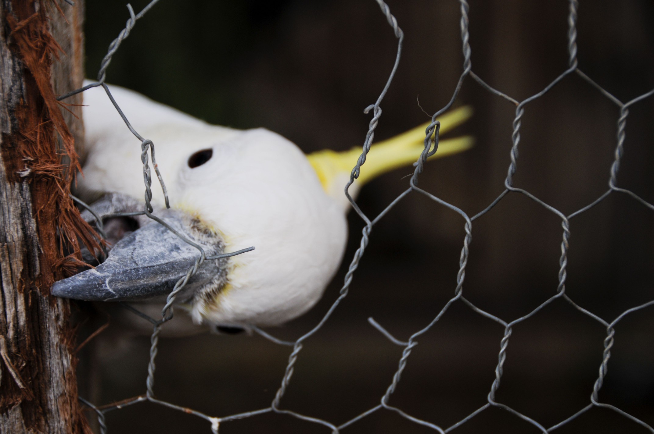 Cheeky Cockatoo Bird Chews Its Escape From Cage