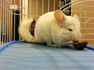 Food Options for Your Pet Chinchilla Food Options for Your Pet Chinchilla