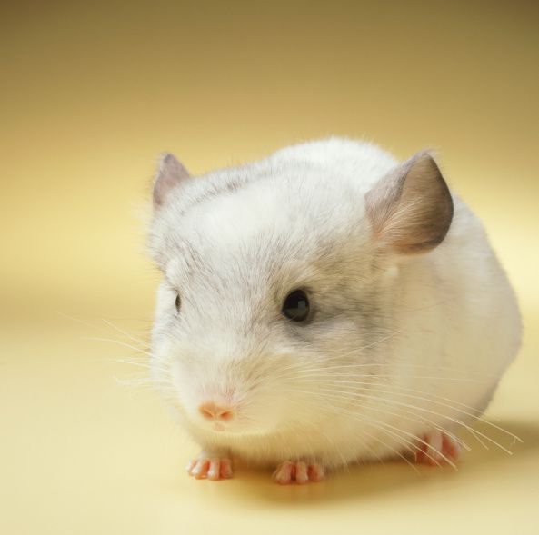 A close-up of a chinchilla