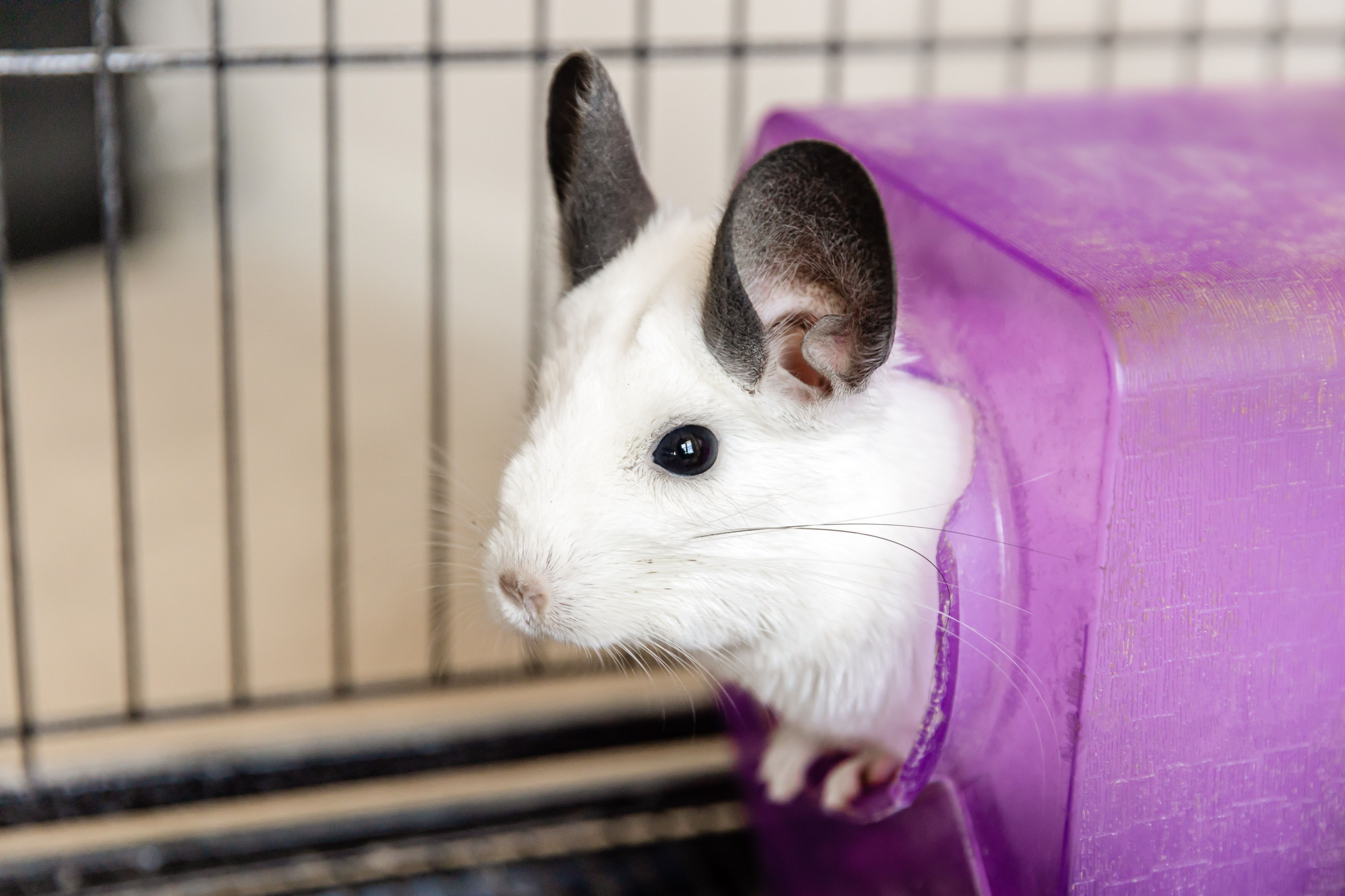 White chinchilla with gray ears poking head out of purple toy