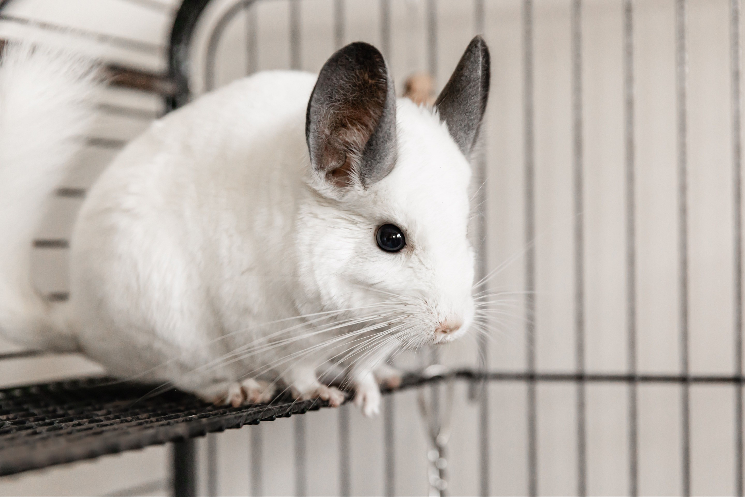 White chinchilla with large gray ears sitting on metal perch inside cage