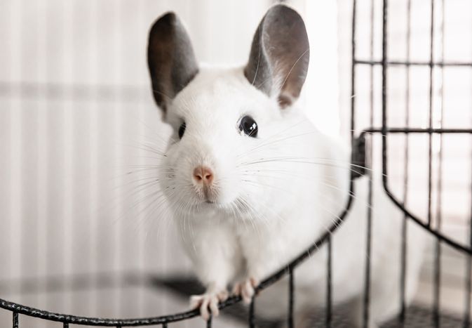 How to Care for a Pet Chinchilla
