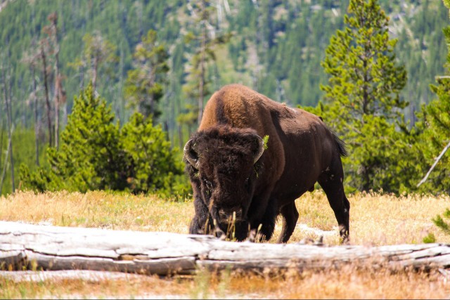 A bison at Yellowstone National Park
