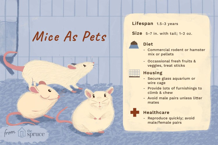 mice as pets: care sheet