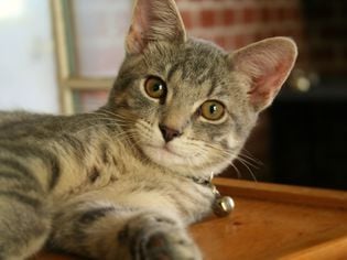 Cat Pupils of Different Size: Anisocoria in Cats