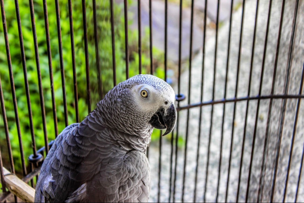 African Grey Parrot in a birdcage
