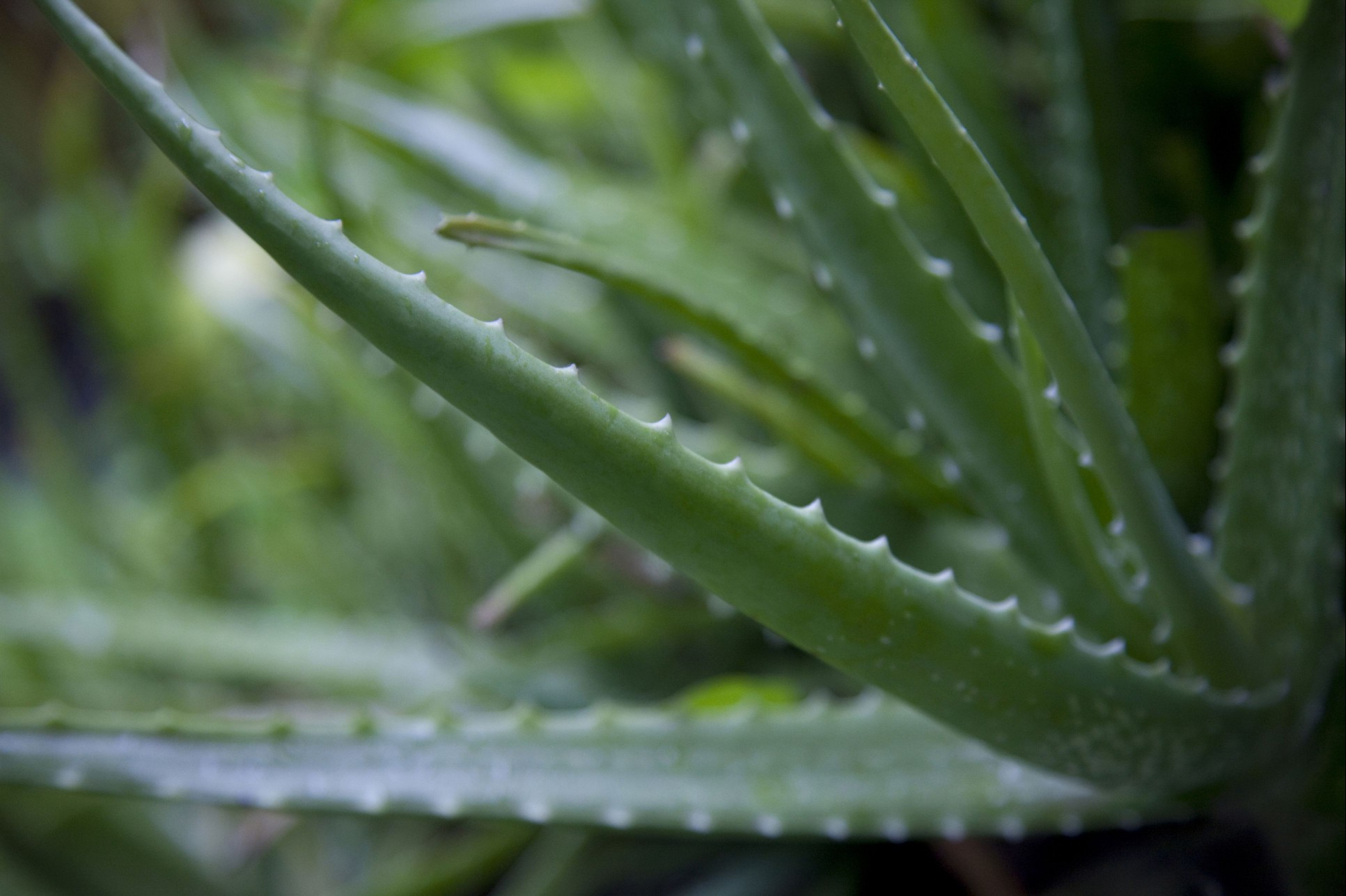 Close-up of aloe vera plant