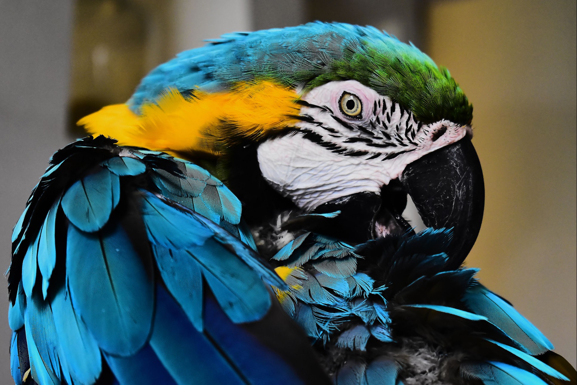 Blue Macaw Perching On Wood