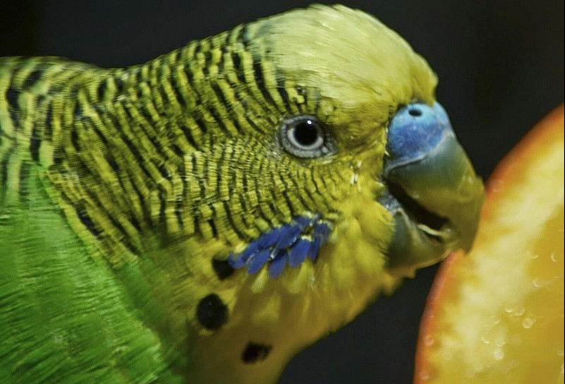 Close-up of budgerigar eating fruit