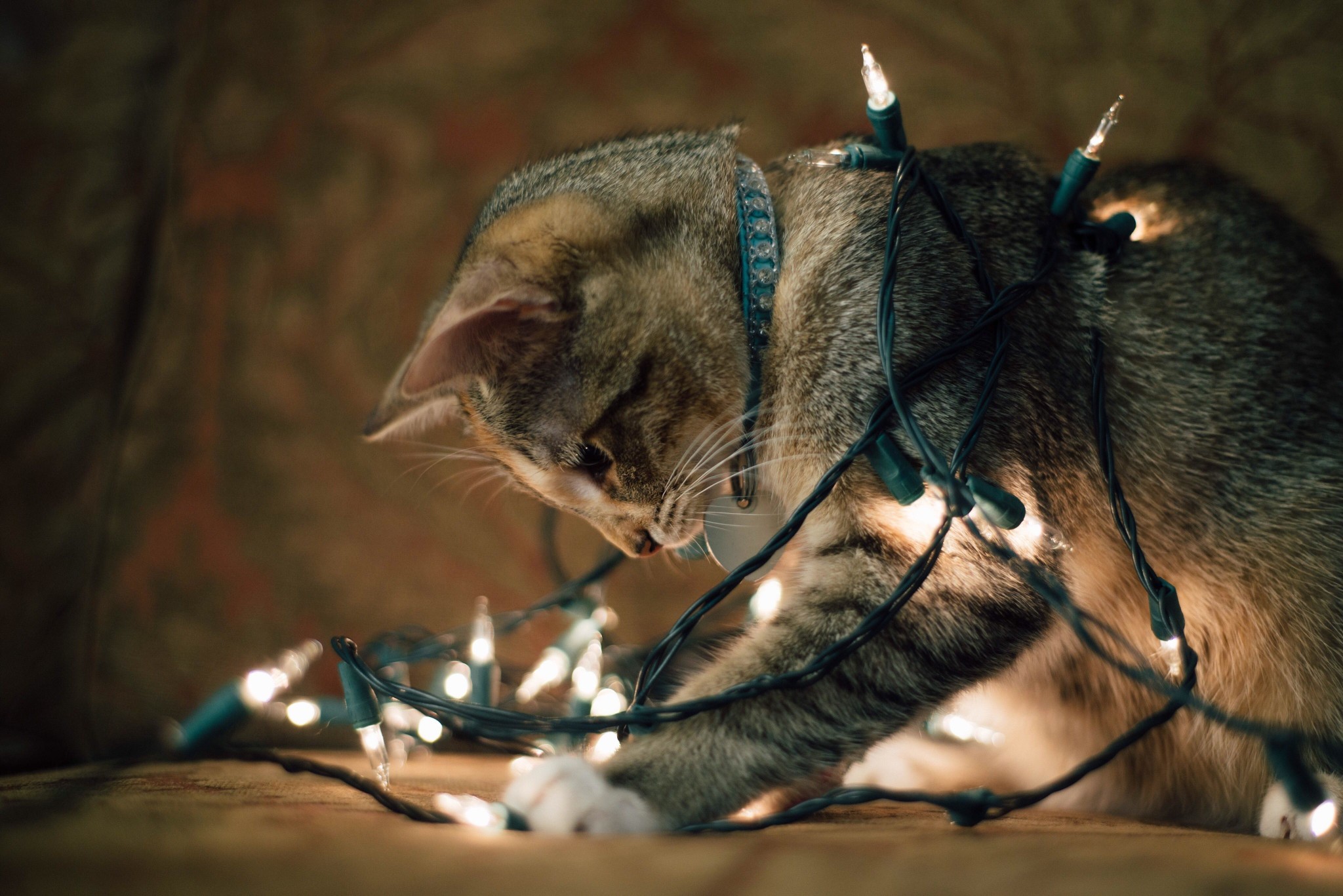 Cat playing with string lights