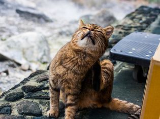 Mange in Cats