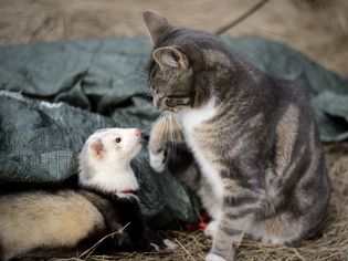 Ferrets and Other Pets