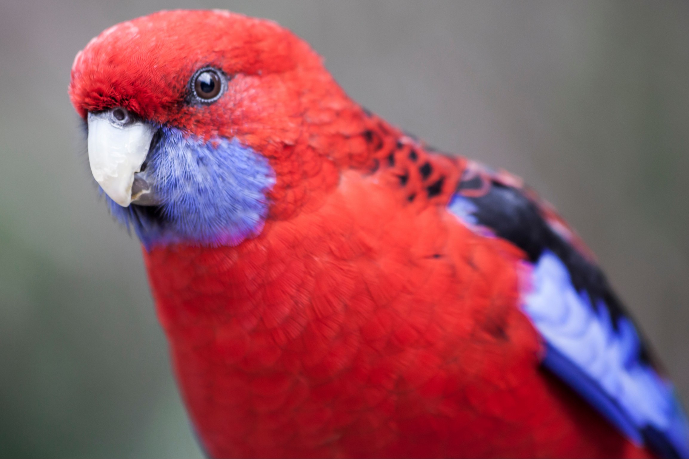 Crimson rosella
