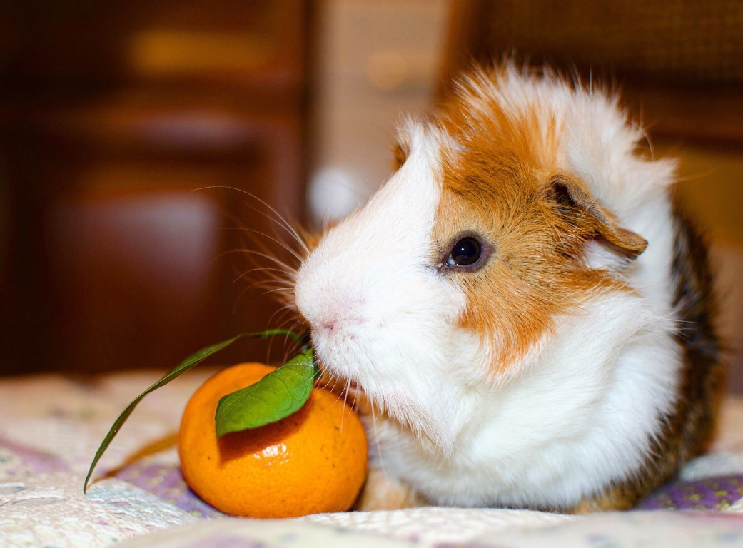 Close-Up Of Cute Guinea Pig Indoors