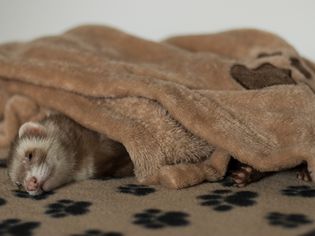 Ferret Lymphoma