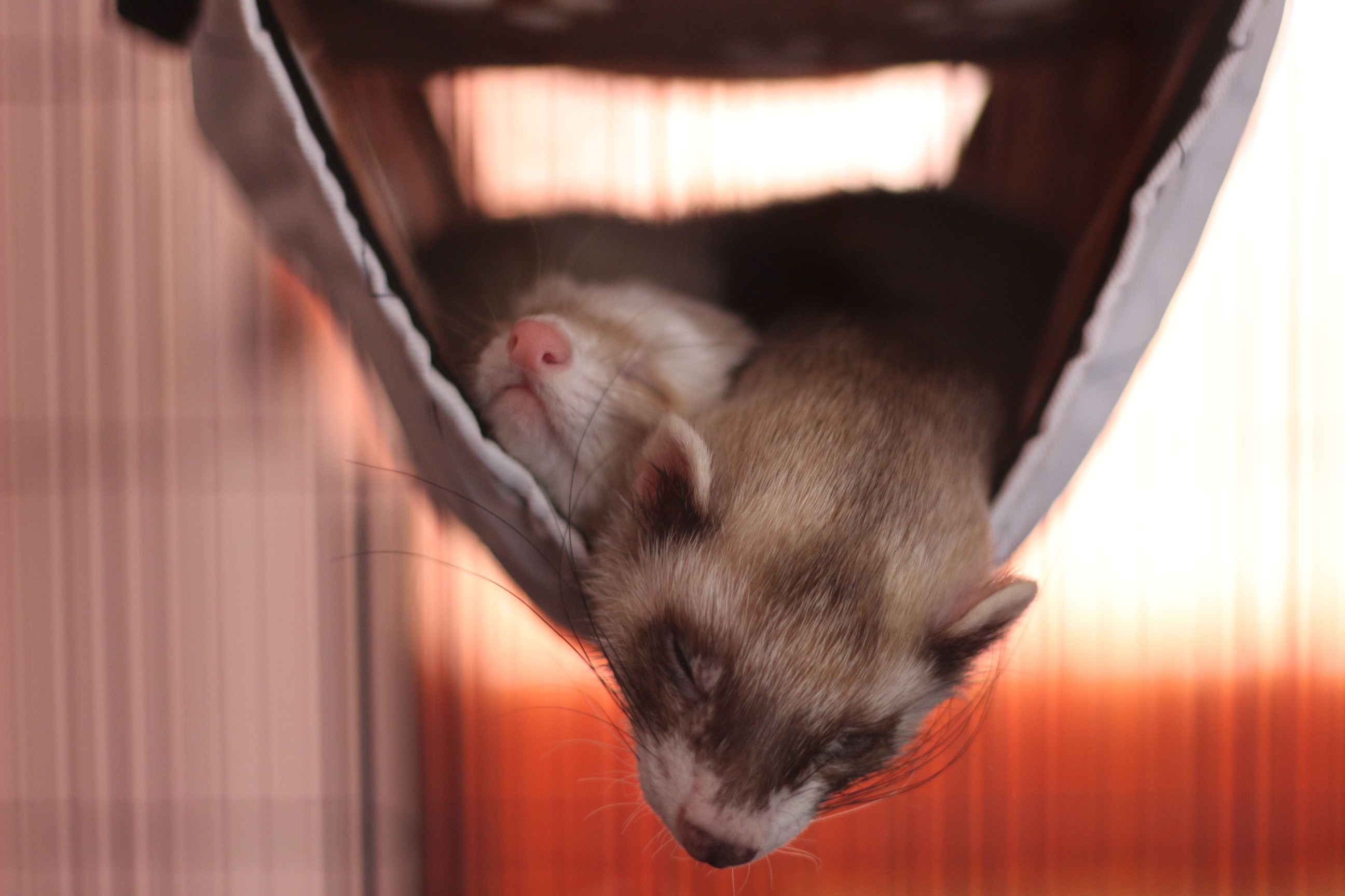 Two ferrets sleeping in a hammock