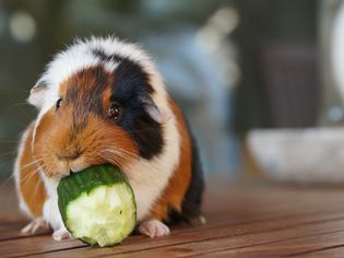 Guinea Pig Health Problems and How to Treat Them