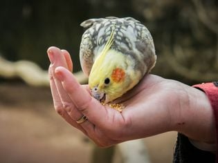 How to Help Your Bird Gain Weight