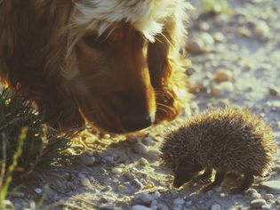 Do Hedgehogs Get Along With Other Pets?