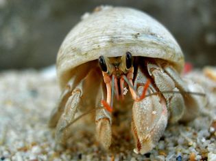 How Long Does it Take for a Hermit Crab to Molt?