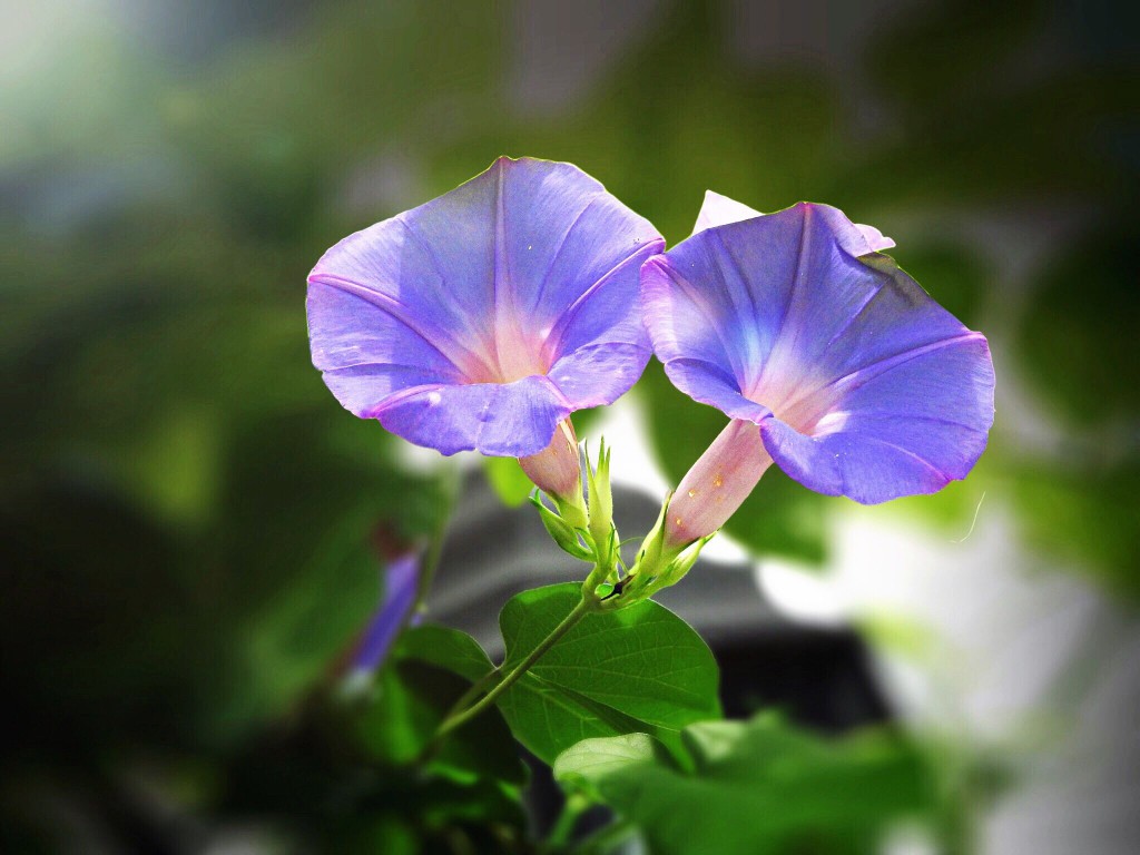 Morning glories blooming outdoors