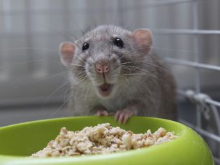 Caring for Mouse Teeth Caring for Mouse Teeth