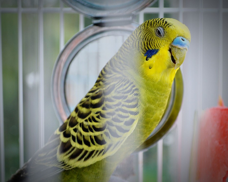 Close-Up Of Parakeet In Cage
