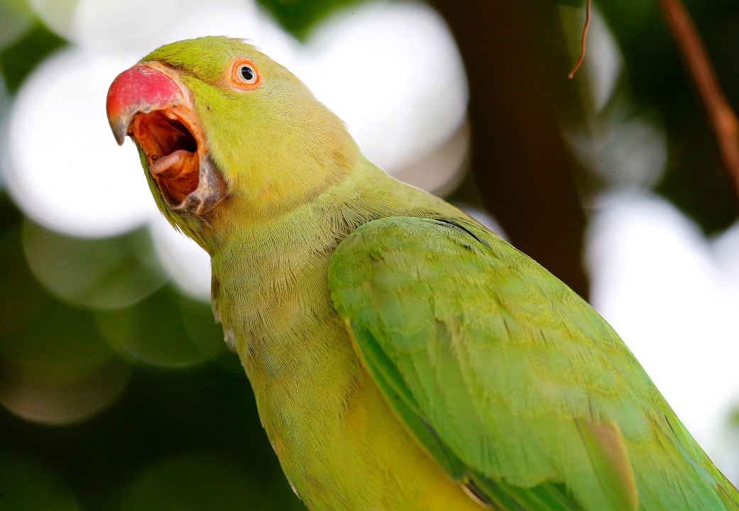 Green and yellow parrot squawking.