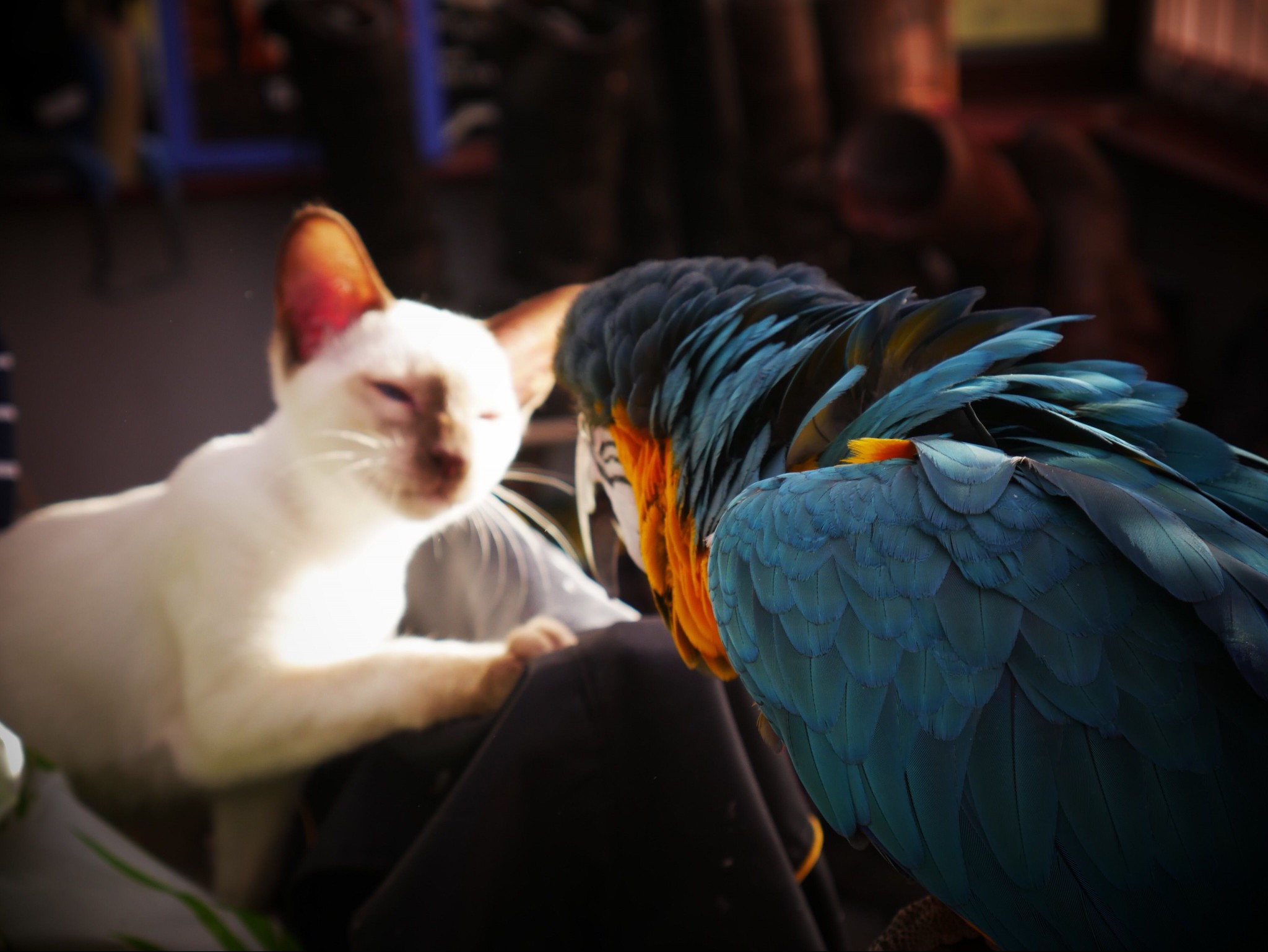Close-Up Of Parrot Looking At Cat