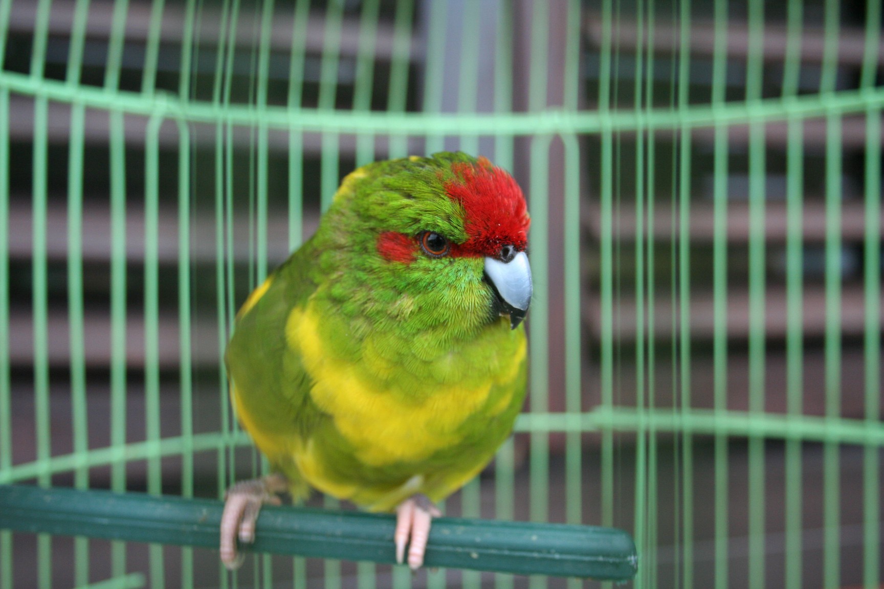 parrot perching in a cage