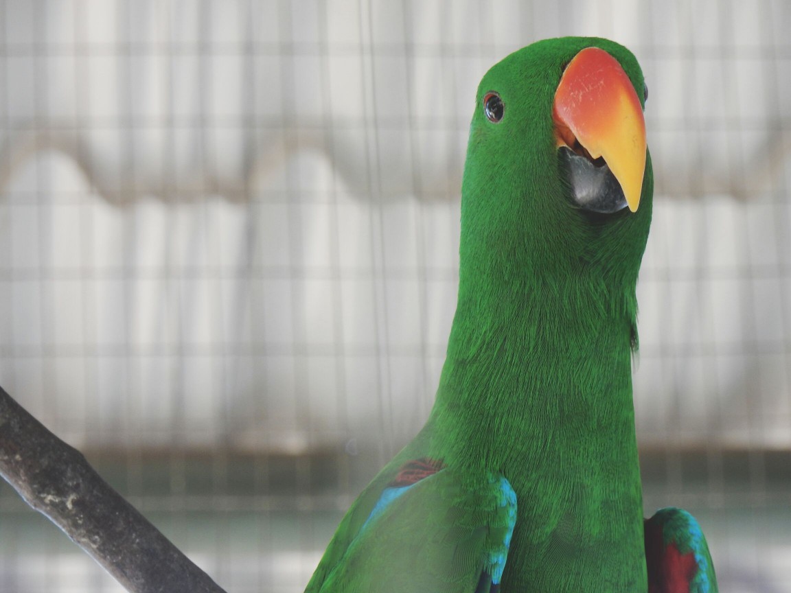 Close-Up Of Parrot Perching In Cage