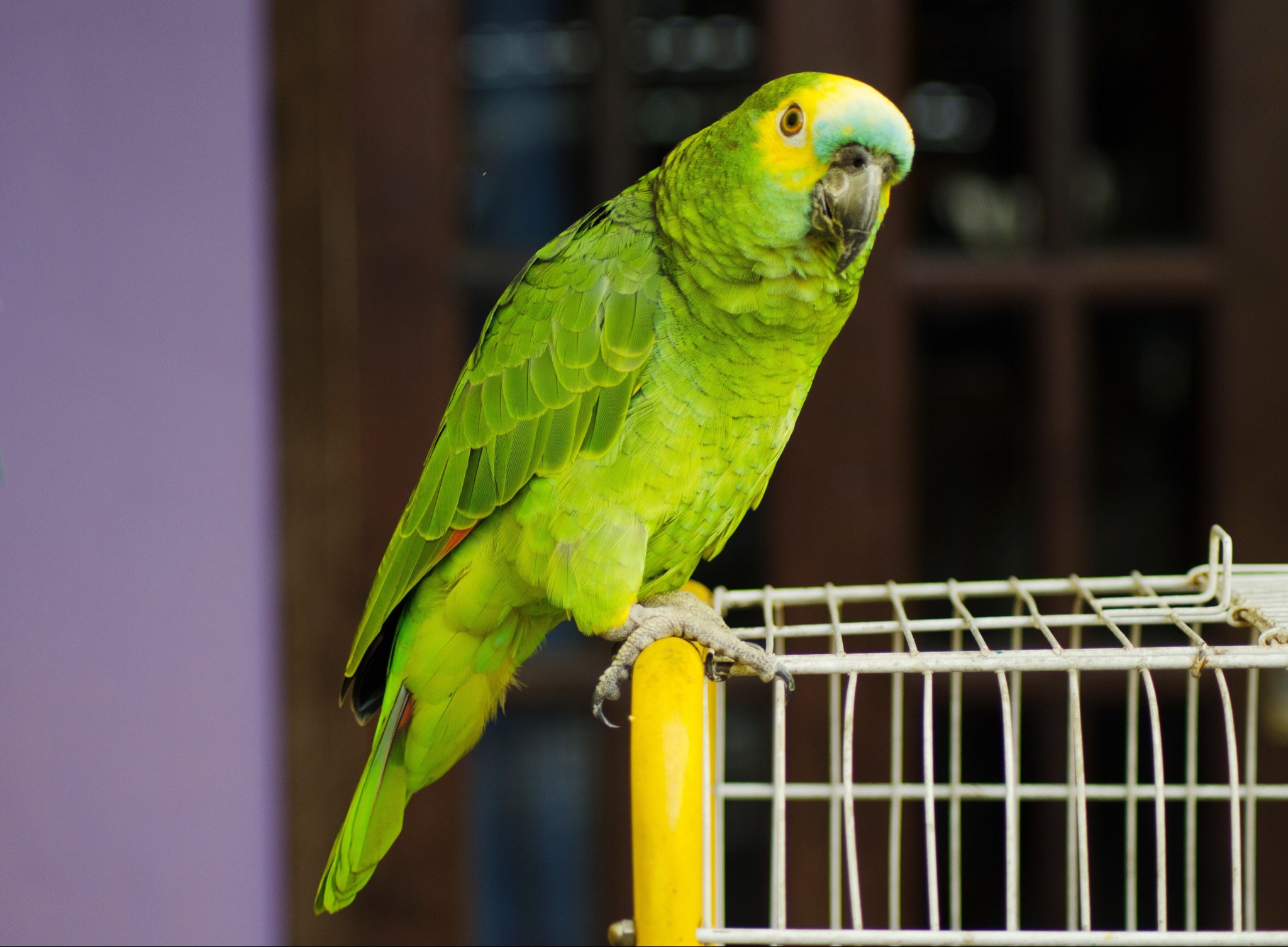 Green parrot perching on a cage.