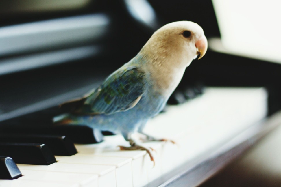 Close-Up Of Parrot Perching On Piano