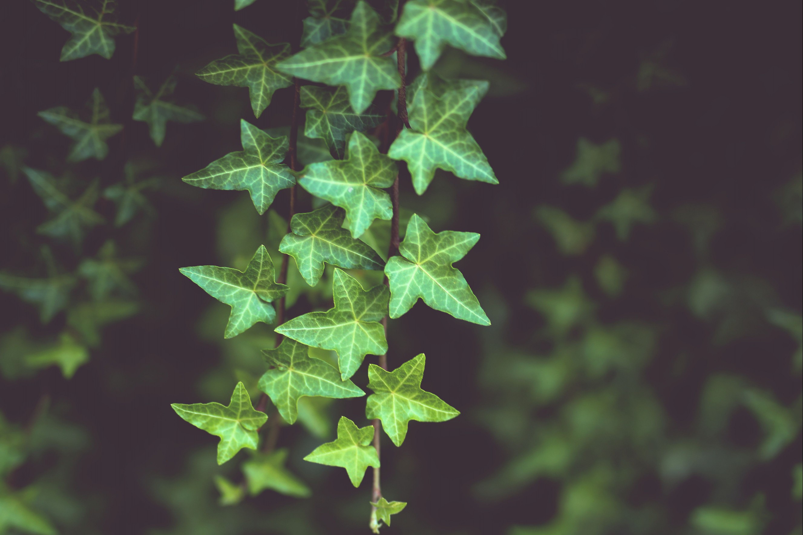 Ivy