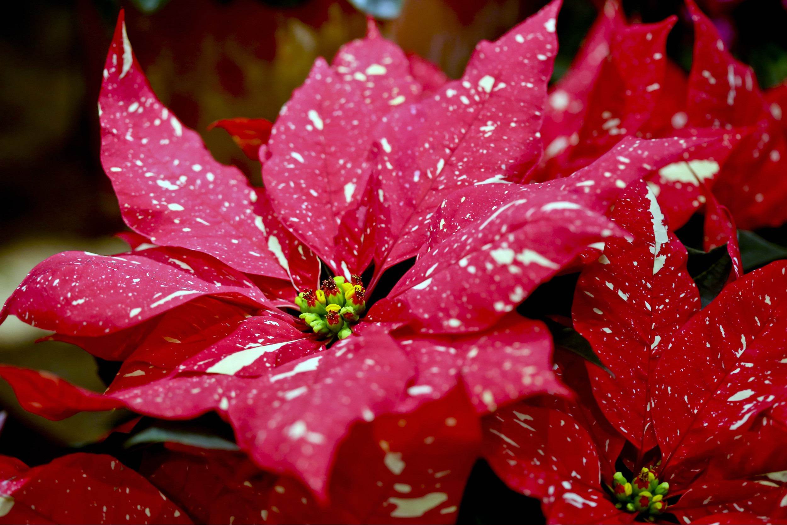 detailed view of spotted poinsettia