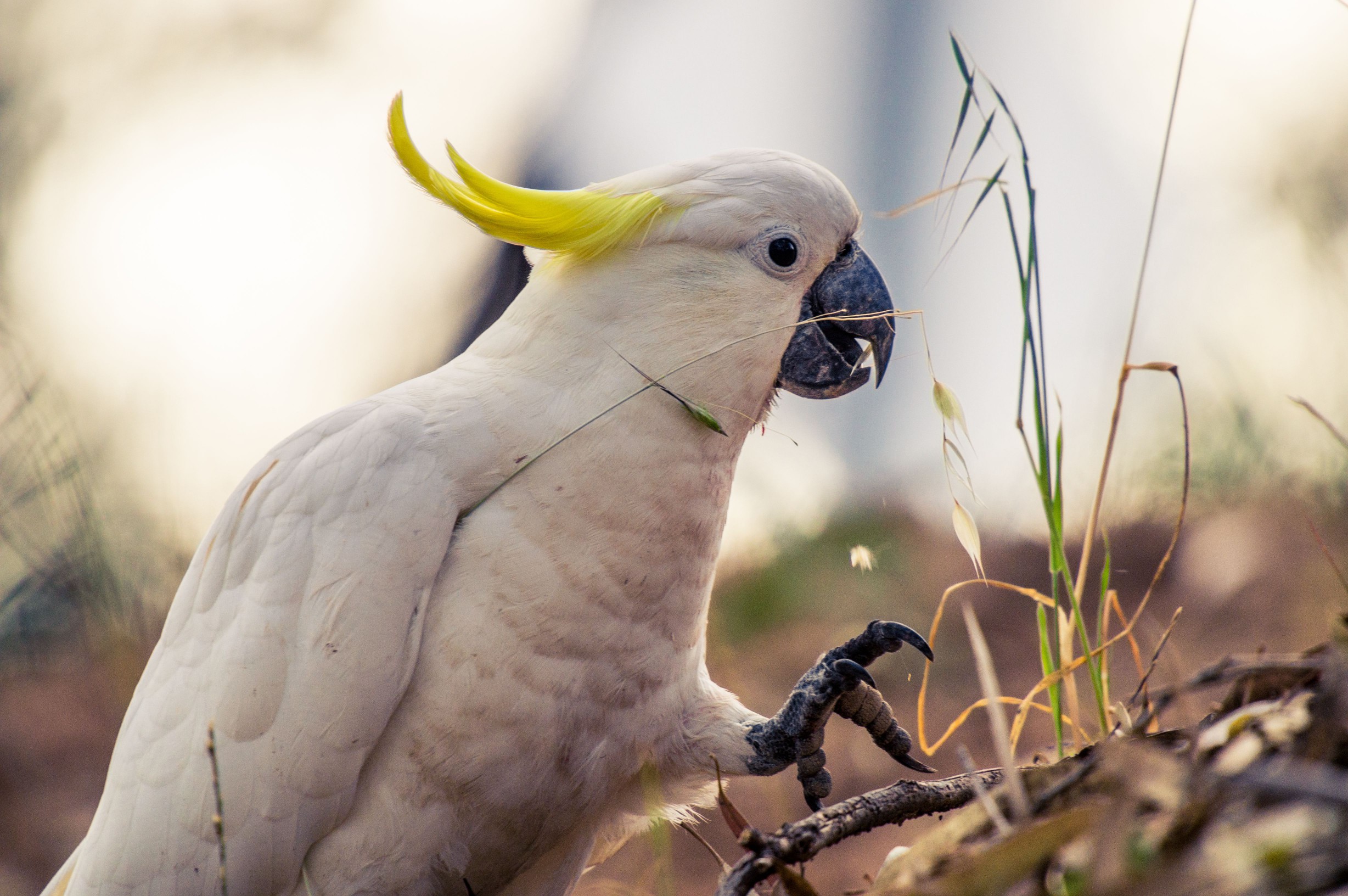 sulphur-crested cockatoo on ground
