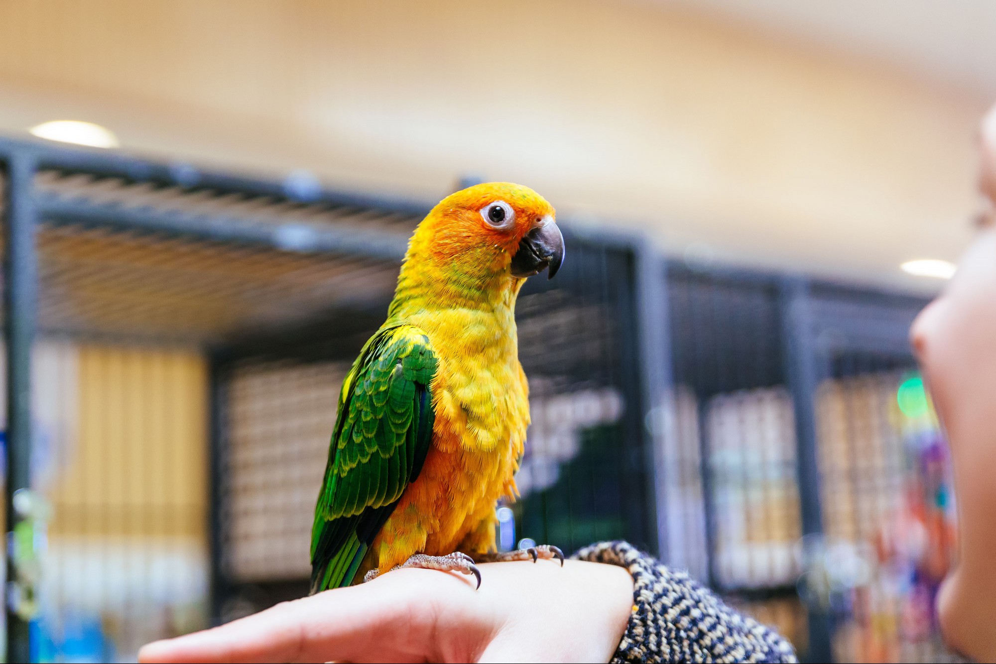 Close-Up Of Sun Conure On Woman Hand