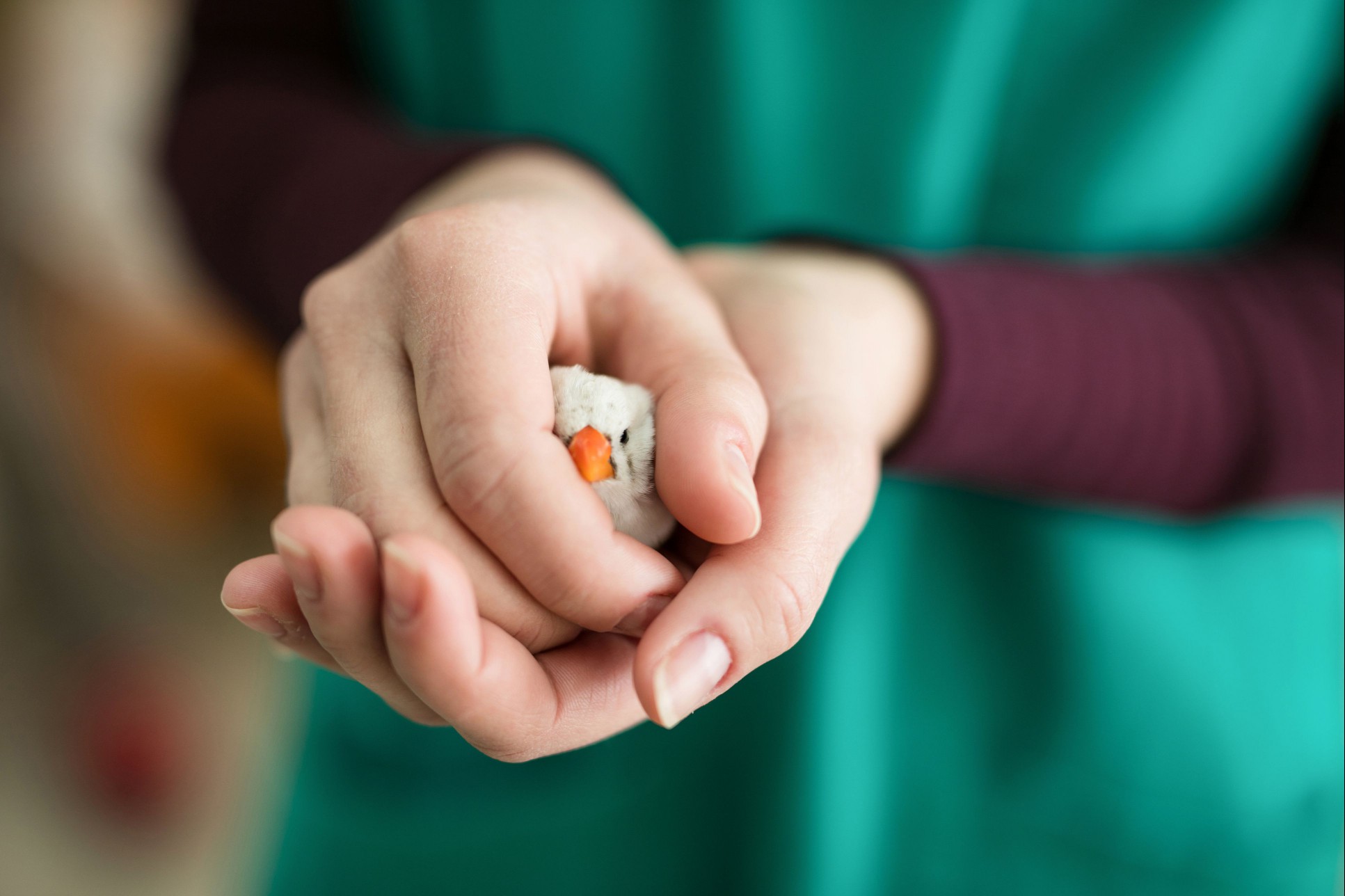 Vet holding white Zebra finch in her hands.