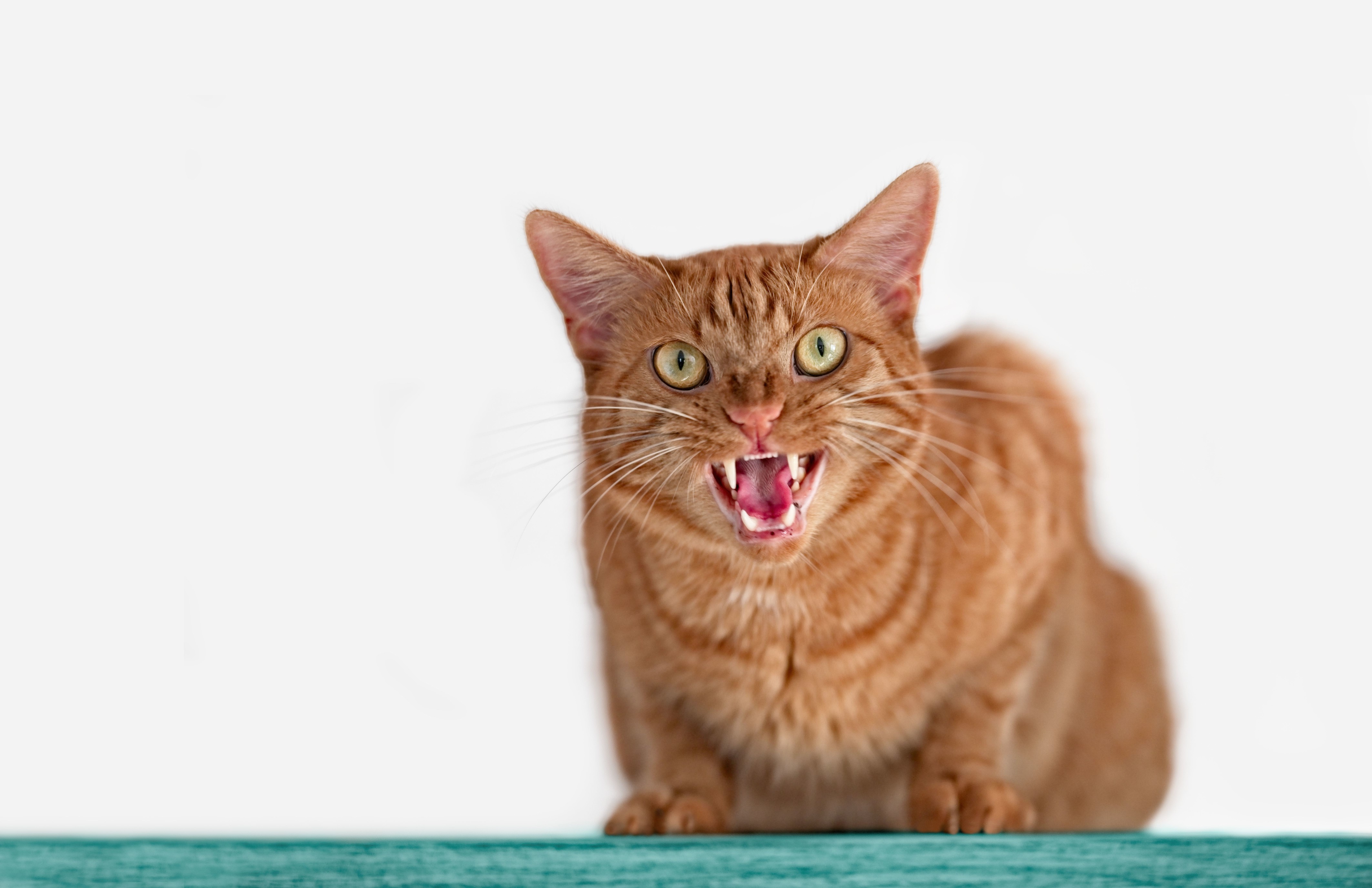Close-Up Portrait Of Angry Cat On Table Against White Background