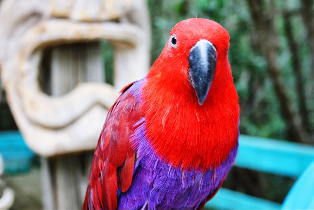 female eclectus parrot